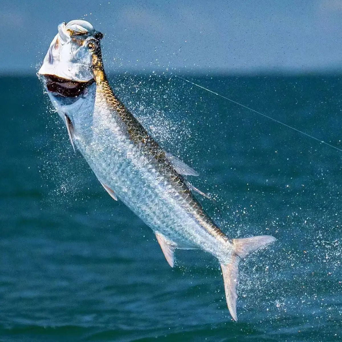 Slide image 44bda3d933c2473f8cb86b387270784c