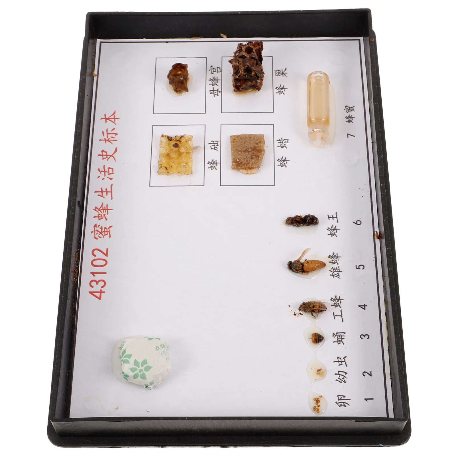 

Bee Specimen Biological Experiment Specimens for Primary and Secondary Schools Wood