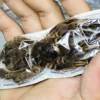 Stygophrynus Dammermani Real Spider Specimen A- Exotic Rainforest Insects Steam Beetle Collection Photography Home Decor 3