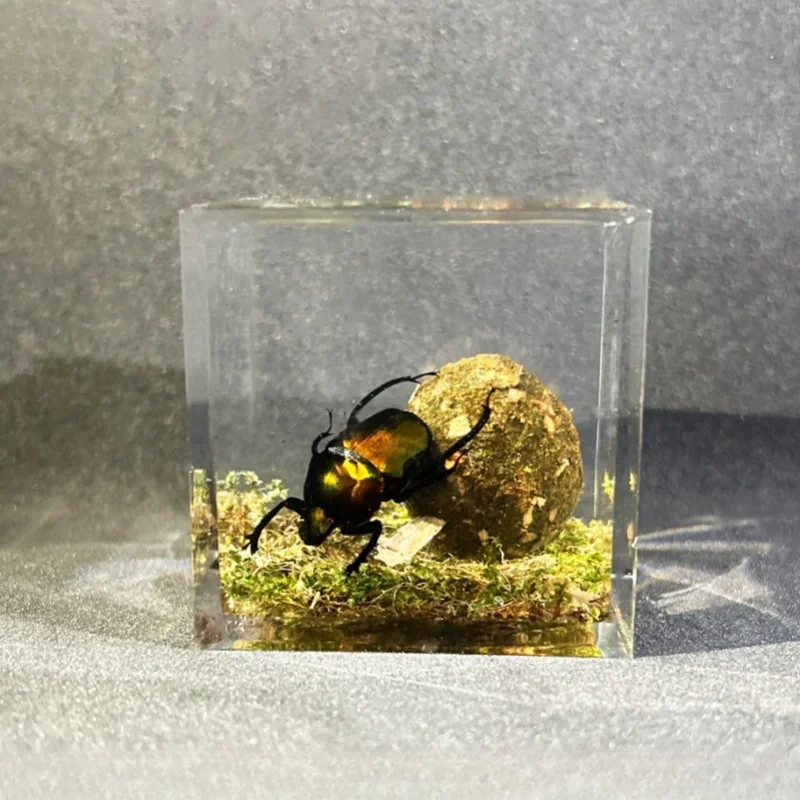 Insect Specimens Resin Epoxy Real Dung Beetle Specimen Insect Taxidermy Acrylic Clear Resin Dung Beetle Insect Sample Bug Collection House Decor