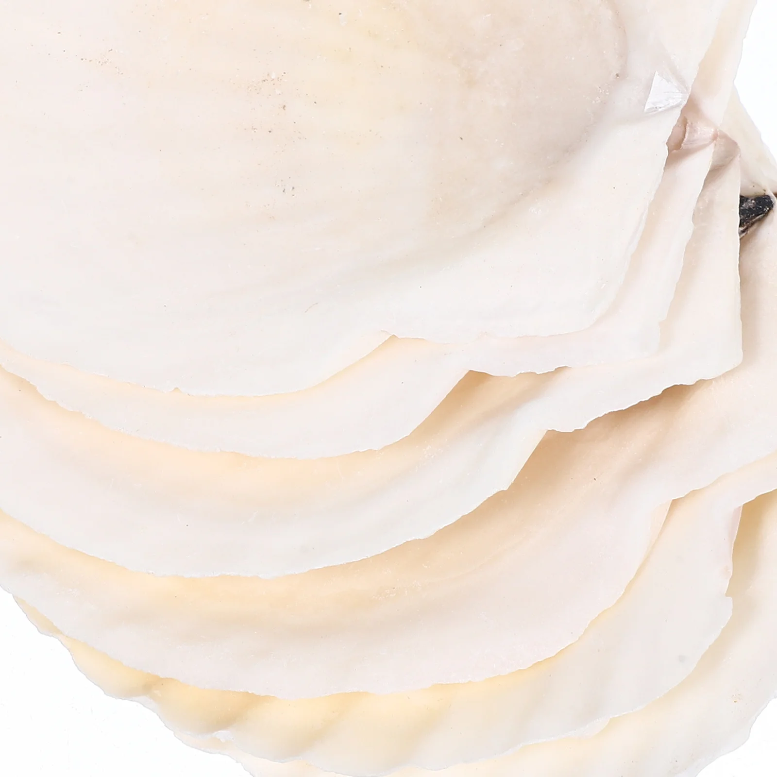 10 pçs conjunto de decoração concha natural vieira conchas diy artesanato material casamento casa decoração do tanque peixes aquário paisagismo