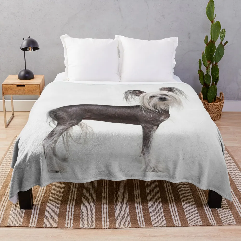 Ŀ�� ��� ���� ������ ��� �ڶ� �� ���� ��� �ð� ���n��� ħ�� ��� ���� ���� �ڽ� ��Ʈ �Ϳ��� corgi