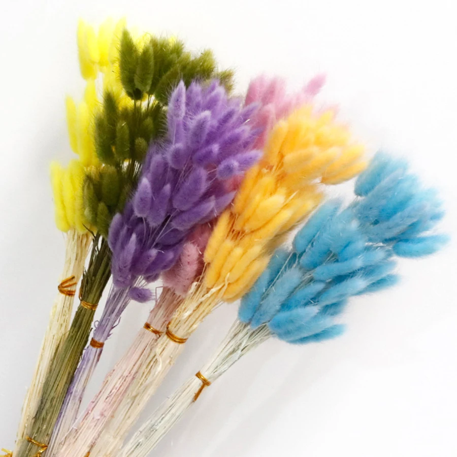 55-275pcs-high-quality-natural-dried-bunny-tail-grass-dyed-dog-tail