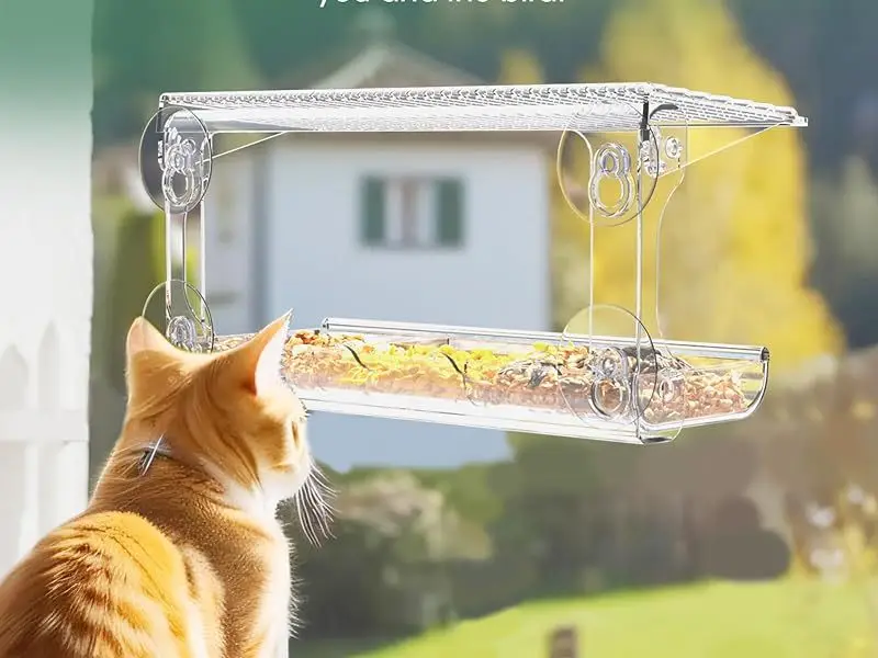 Bird Feeder Window Mounted for Outdoors with Suction Cups