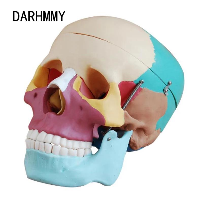 

Модель черепа DARHMMY в натуральную величину с цветными косточками