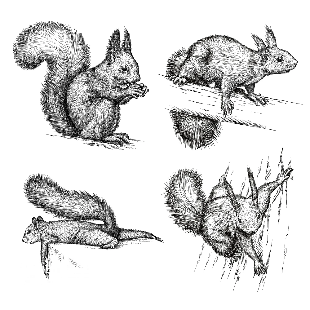 

Naughty Squirrel Clear Stamps Scrapbooking Crafts Decorate Photo Album Embossing Cards Making Clear Stamps New