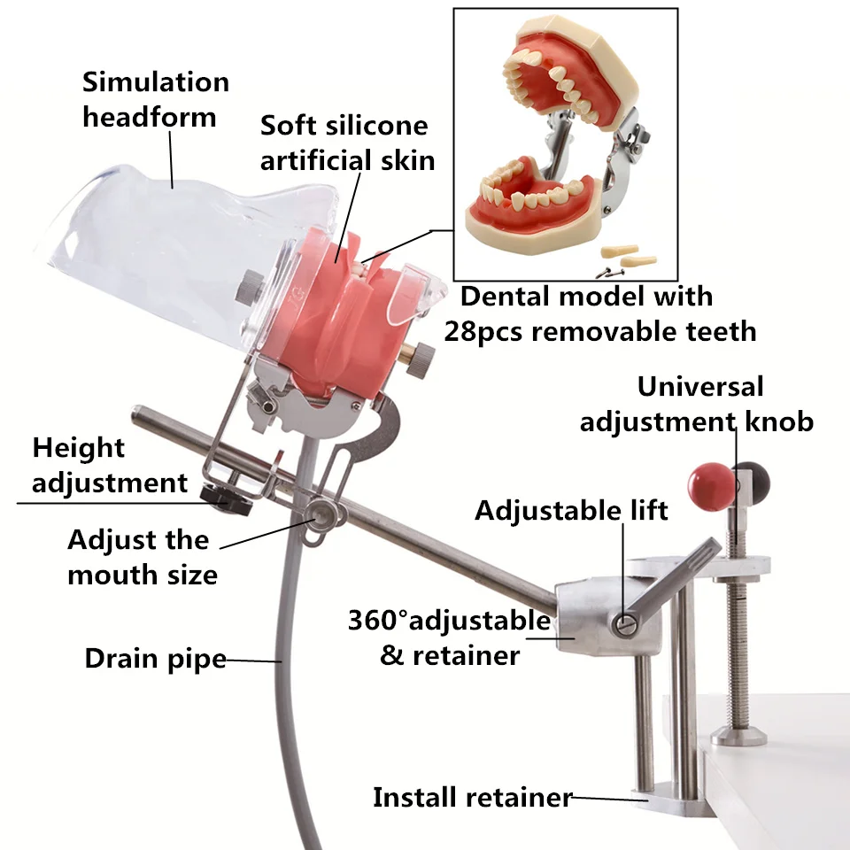 Simple Head Model Dental Simulator Phantom Head Teeth Model Manikin Head for Dentist Education Dentist Teaching For Dentistry