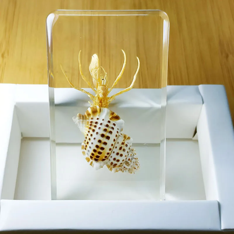 Insect Specimens Real Insects Specimens Resin Wrapped In Variety of Insects Suitable for Science Education Cognitive Children's Room Decoration, insect specimens