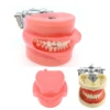 Typodont Mounting Pole Tooth Model 360-Degree Adjustable Fix on Desk Fit Kilgore Nissin Columbia Dentoform Frasaco 360 Type 4