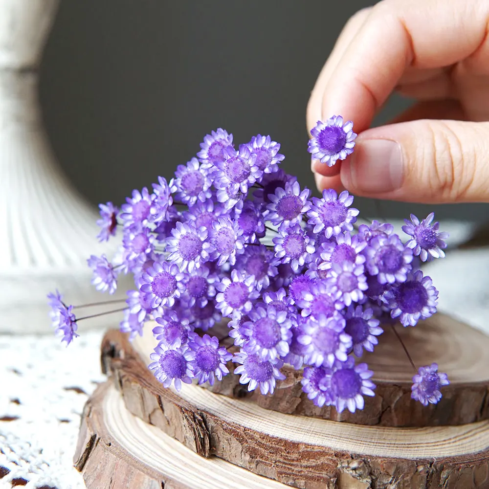 Preserved Little Star Flowers - 100pcs for Wedding and Home Decoration