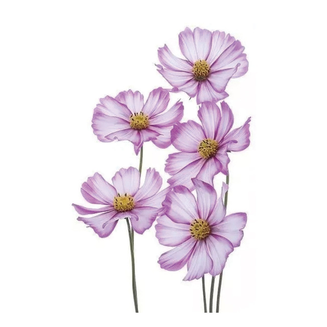 Waterproof Temporary Tattoo Sticker Black Rose Multicolor Butterfly Flower Tattoos Water Transfer Body Art Fake Tattoo