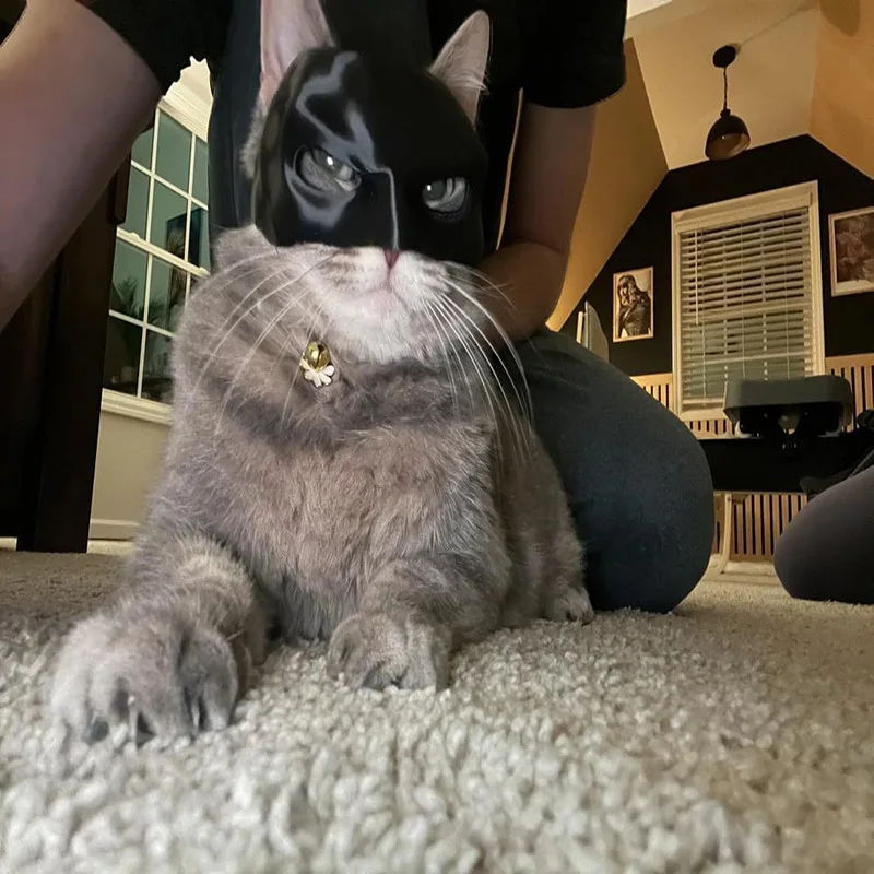 Cat Bat Mask Bat Cat Avenger Mask Cosplay Creative Black Cat Bat Mask for Halloween Cosplay Decorative Man Face