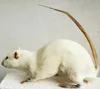Real Little White Mouse Exhibition of Biology Teaching Specimens for Primary & Secondary Schools In Preschool Education Statue 1