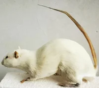 Real Little White Mouse Exhibition of Biology Teaching Specimens for Primary & Secondary Schools In Preschool Education Statue 1