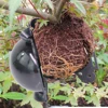 5PCS 5/8/12cm Black Plastic Plant Rooting Ball for Cuttage Grafting Sapling Garden Tree Aerial Rooting Propagation Breeding Box 5