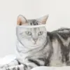 TONG New Cat Anti Bite Muzzles Breathable Transparent Cat Helmet Adjustable Kitten Mask for Nail Trimming Grooming 1