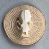 3pcs Taxidermy Combination Real Bone Skull, Home Decor, Specimen Collectibles Study, Special Gifts 5