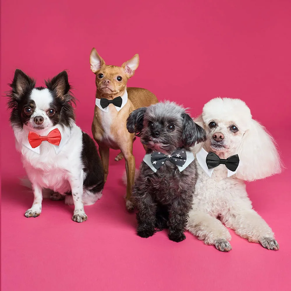 Small Adjustable Pet Bowtie Collar 5