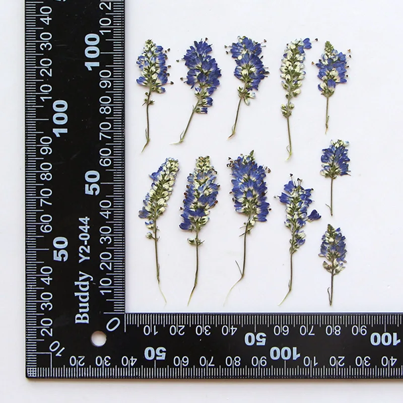 120 Pz 3-6Cm Pressato Essiccato Salvia Japonica Fiore Erbario Per Resina Epossidica Gioielli Carta Segnalibro Cornice Cassa Del Telefono Lampada Trucc