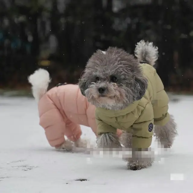 Korean Teddy Poodle Small Dog Pet Dog Winter Clothes Four Legged Coat Thick Down Cotton Jacket for Warmth and Cold Protection 5