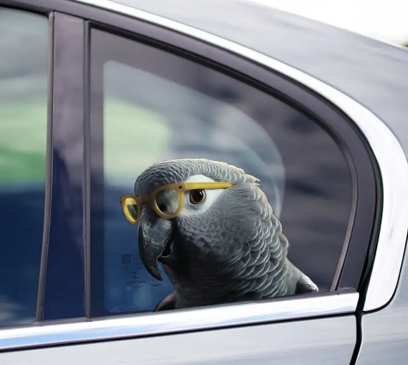 

Забавная африканская серая наклейка, африканский серый магнит, фото, Африканское серое искусство