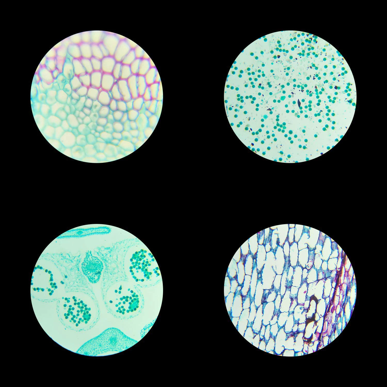 Microscope Glass Slides 100pcs Biology Prepared Microscope Glass Slides Lab Specimens Basic Biological