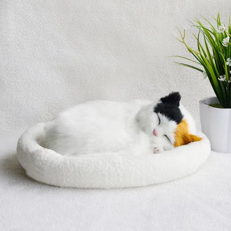BY Cat