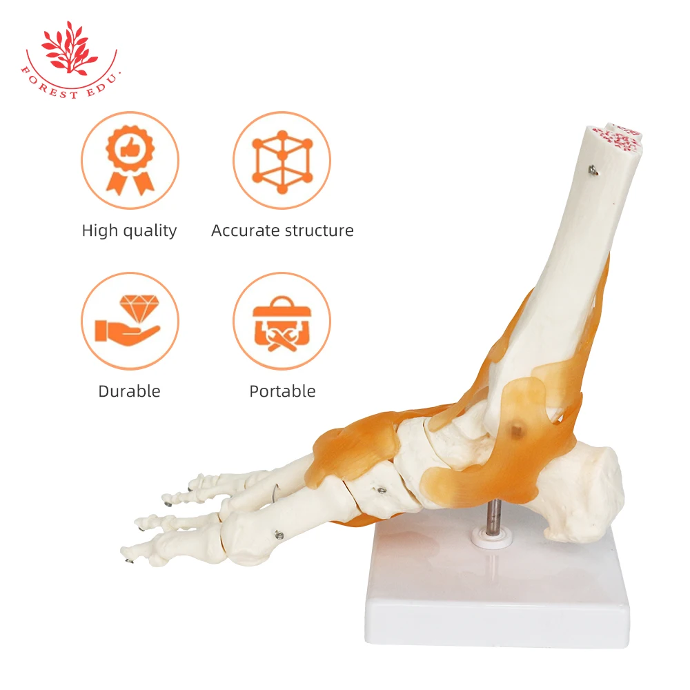Human Skeleton Model FRT027 Simulation 1:1 Life Size High Quality Foot Joint Model Anatomy Biological Bones Medical Science