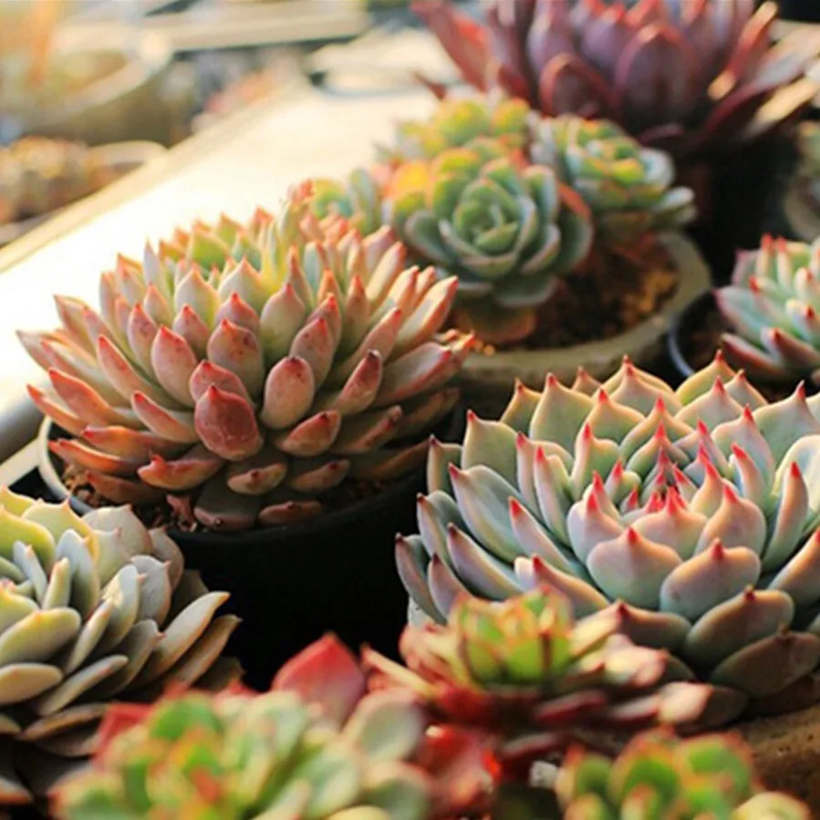 VnnZzo LED مصباح النبات الطيف الكامل USB تنمو ضوء...