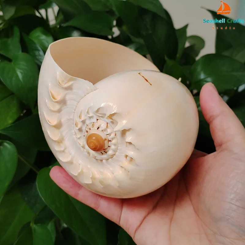 Conch shell decoration 17-22cm natural conch shell for aquarium landscaping
