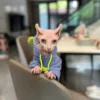 Fashion Blue Hoodie Sweater for Cat 2-legged Winter Coat for Sphynx Warm Sweatshirt for Kittens Soft Loungewear for Devon Rex 2