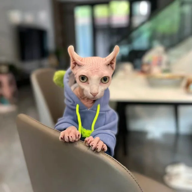Fashion Blue Hoodie Sweater for Cat 2-legged Winter Coat for Sphynx Warm Sweatshirt for Kittens Soft Loungewear for Devon Rex 2