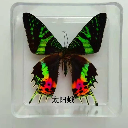 Butterfly Specimen Real Butterfly Specimen Insect Specimen Butterfly Shooting Props DIV Student Teaching Transparent Box Pack 