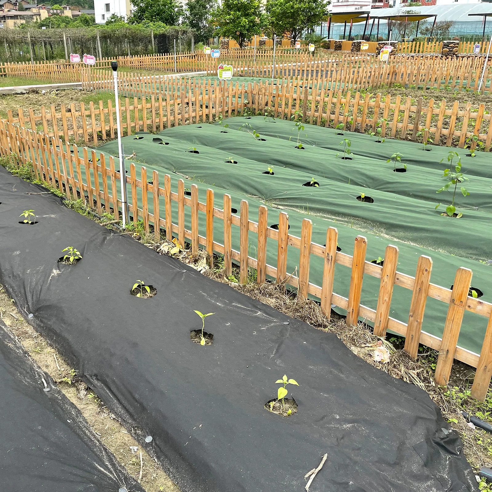 Durable Green & Black Perforated Weed Barrier Fabric with Premium Ground Stakes