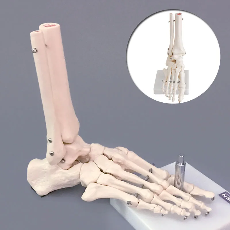 

Life Size Foot Ankle Joint Anatomical Skeleton Model Medical Display Study Tool Teaching Demonstration Skeleton Model