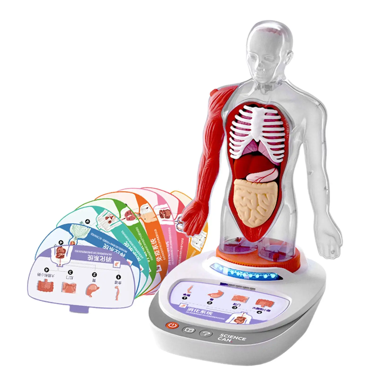 Human Body Model for Kids Teaching Aid Rotatable Model Human Body Puzzle Kits for Kids for Study Class Students Preschool Child Human Body Model for Kids Teaching Aid Rotatable Model Human Body Puzzle Kits for Kids for Study Class Students Preschool Child