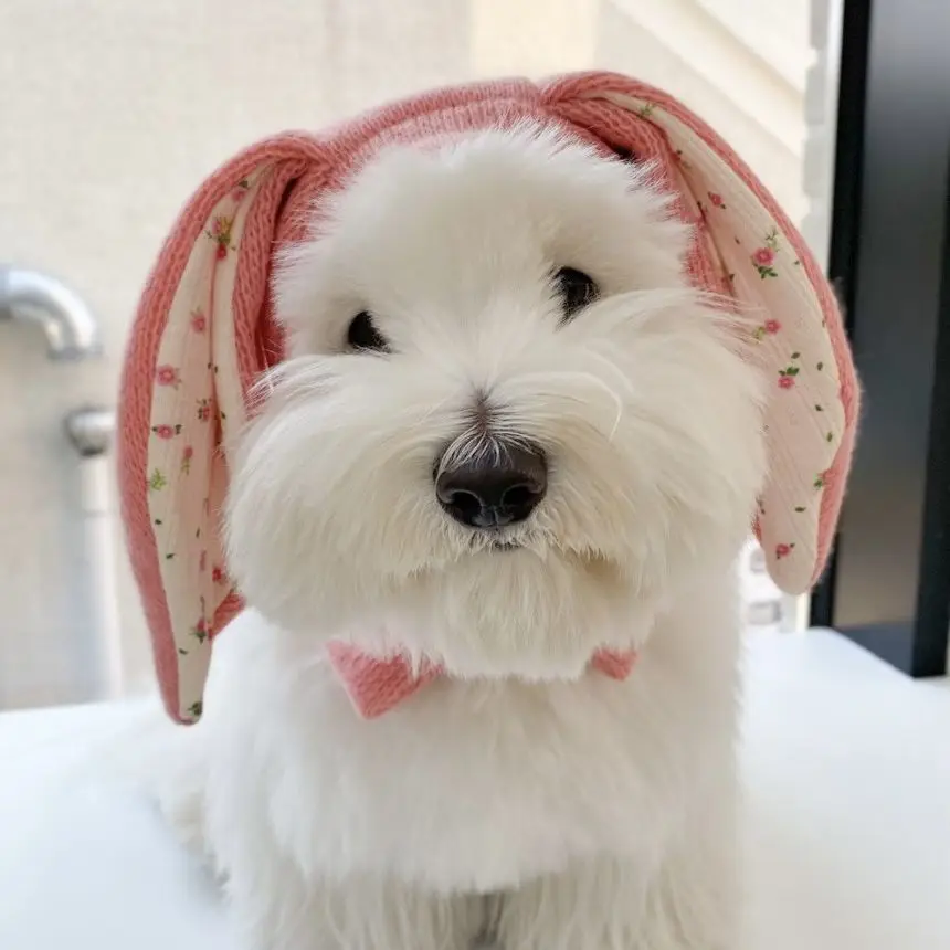 INS New Cute Rabbit Ear Pet Knitted Hat Winter Warmth Cover