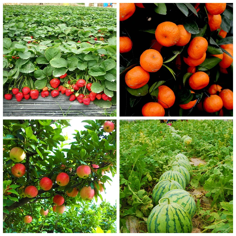 3-indoleacetic Acid Iaa Auxina Indol-3-ylacetic Acid 99%tc Heteroauxin Cytokinin Cas 87-51-4 Plant Hormone Growth Regulator
