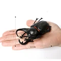 Atlas beetle