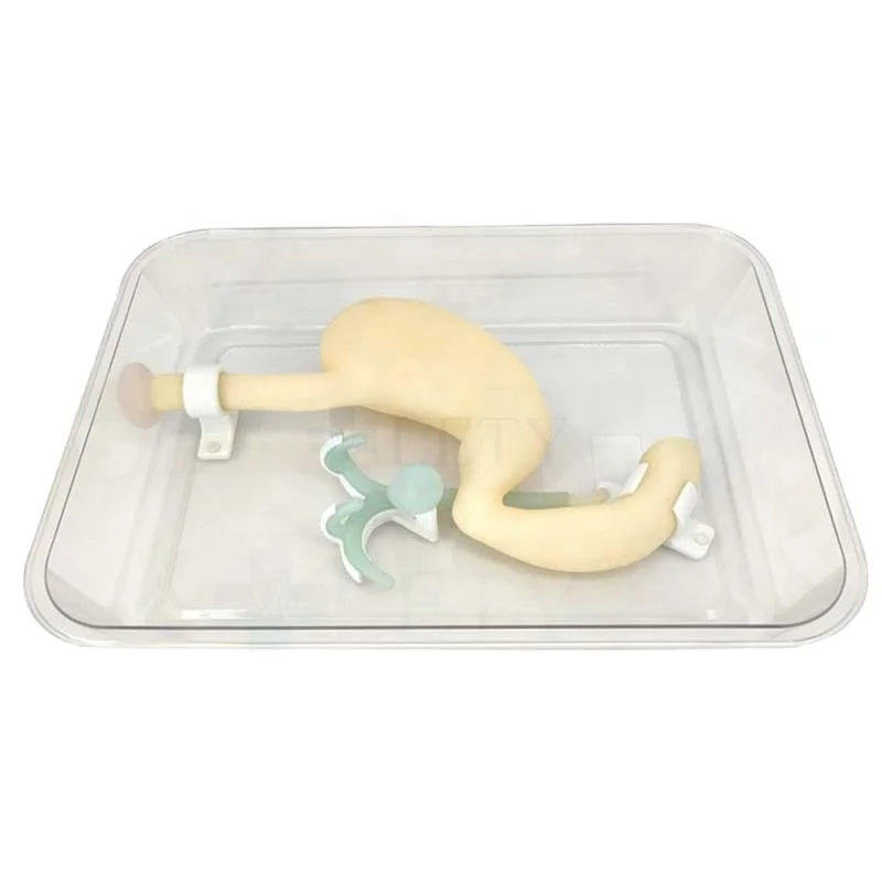 

Gastroscopic surgery training model ERCP training model Simulation of gastroduodenal biliary system Digestive