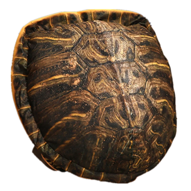 

Wearable turtle clothes, turtle shell, plush toy dolls, Tiktok props