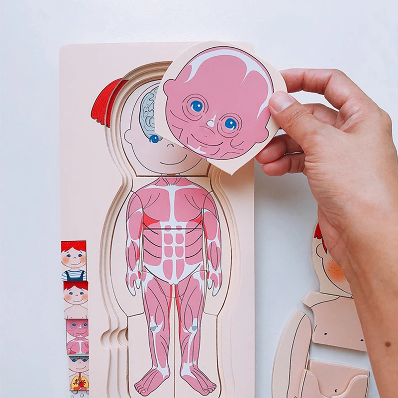 Montessori Wooden Toys Human Body Puzzles Organs Educational Wooden Jigsaw Boys Girls Anatomy Play Set Match Board Game Gifts 3