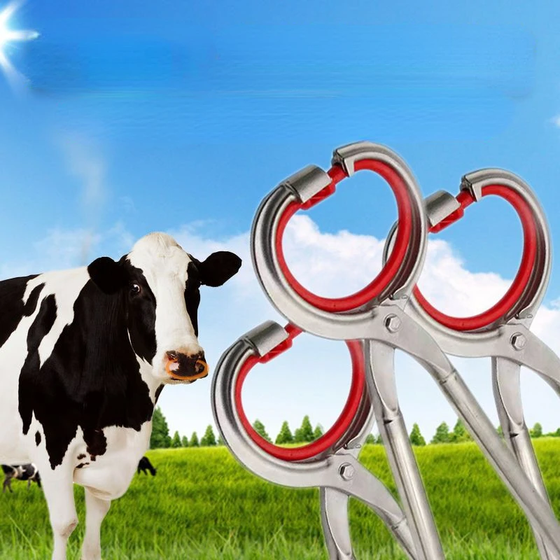 320+ Cow Nose Ring Stock Photos, Pictures & Royalty-Free Images - iStock