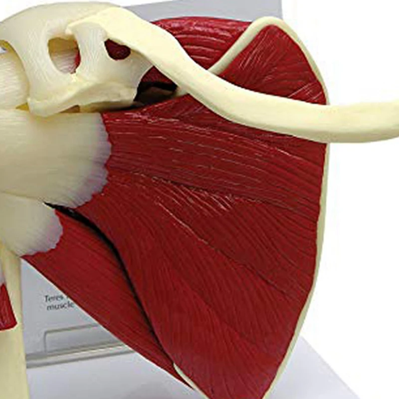 Human Shoulder Muscle Anatomy Model 6