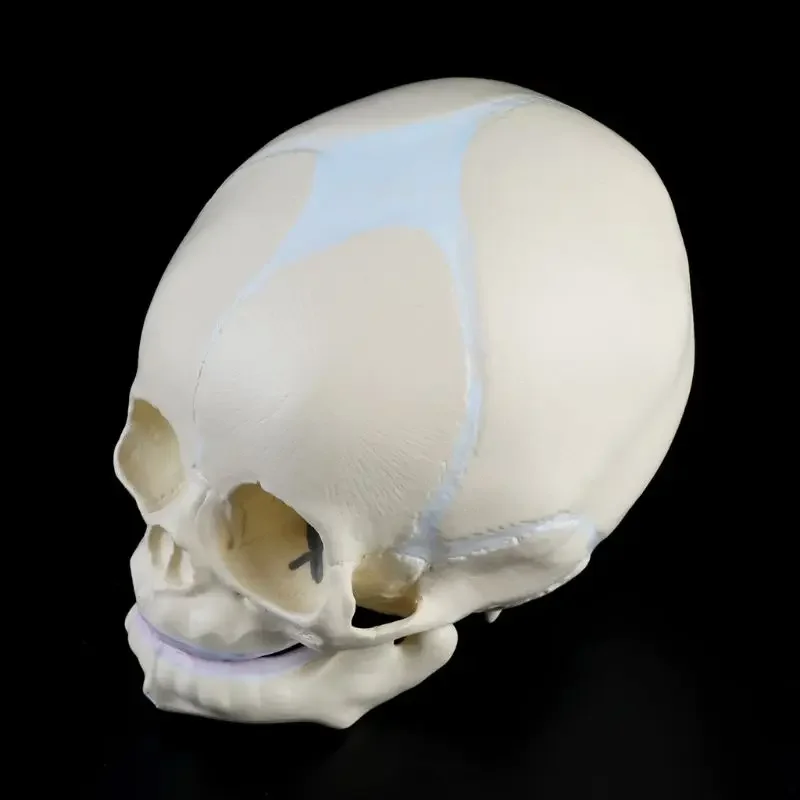 1: 1 Human Fetal Baby Infant Medical Skull Anatomical Skeleton Model Teaching Supplies for Medical Science