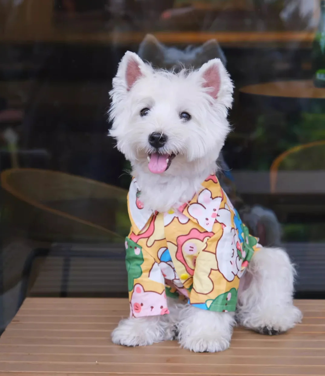 Summer Pet Clothes - PeticaDeals