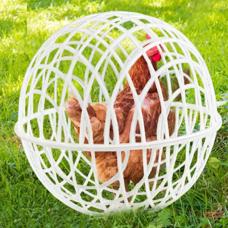 3pcs Walking Chicken Cage Safety Spherical Chicken Rolling Ball Hamster Ball Cage Free Range Can Roll and Walk To Feed