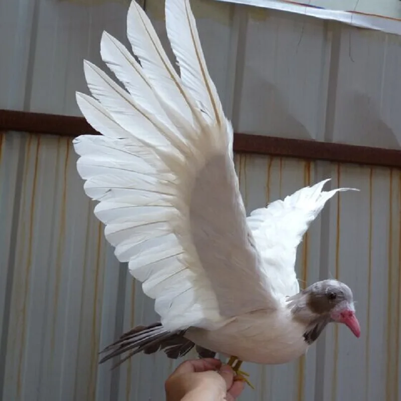 

30x50cm white feathers dove bird,spreading wings peace bird polyethylene&feathers handicraft garden decoration toy gift a2101