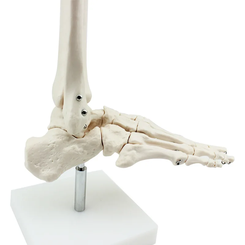 Human foot and foot joint model Orthopedic medical teaching demonstration Human skeleton model Skeleton six joint