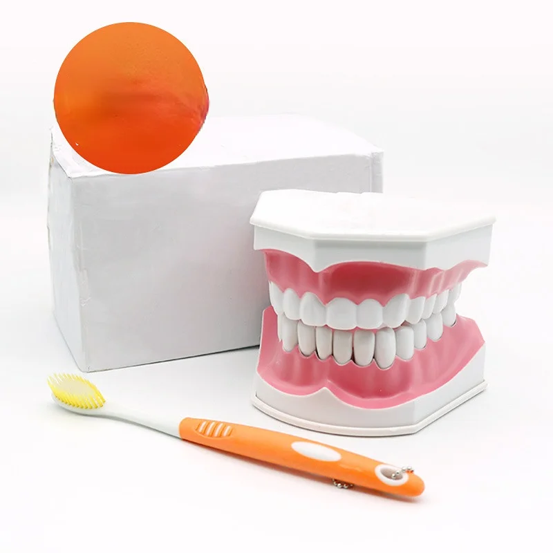 

1pc Dental Teeth Model Teaching Study Demonstration Tool Model Standard Dentist Student Model for Teaching